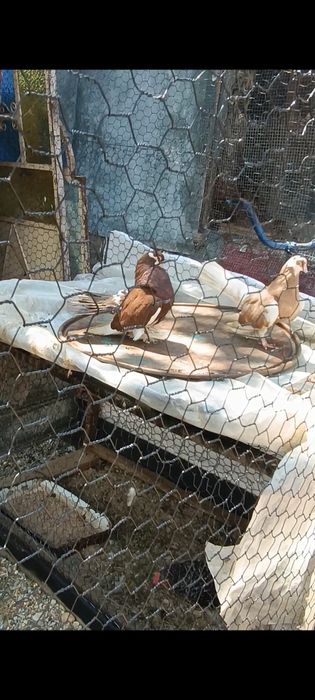 Porumbei Volga pereche