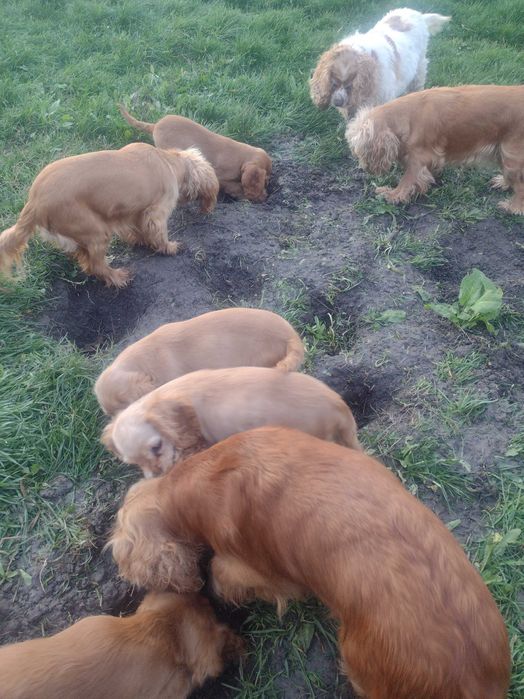 Кокер шпаньол, американски