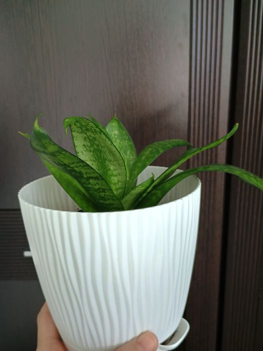 Любое за 1700. Комнатные растения