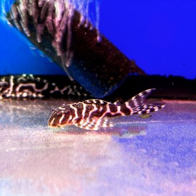 Продам номерных сомов l397, l333, l181, Super Red и обычного анциструс