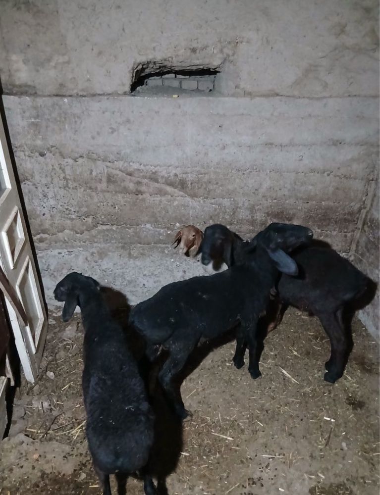 Qochqorcha sotiladi