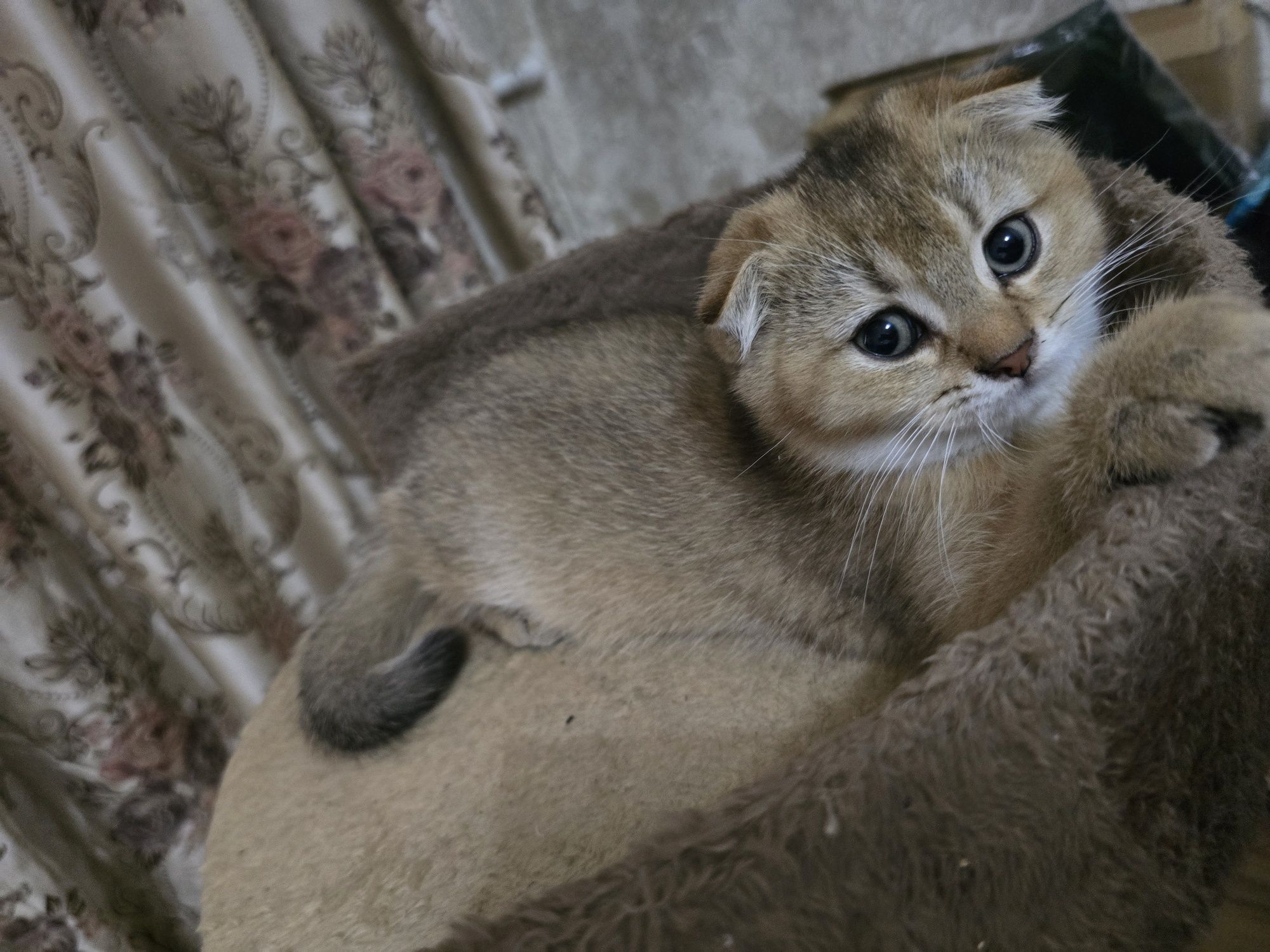 Продаю котят Скотиш Фолд и Скотиш Страйт