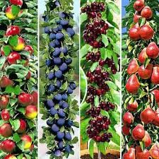 Pomi fructiferi Arbuști fructiferi și arbuști ornamentali!