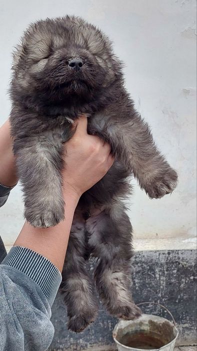 Кавказкая овчарка