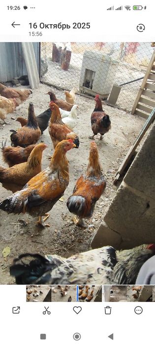 Домашние Куры и молодые Петушки