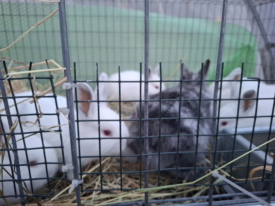 Iepurasi cap de leu si californian