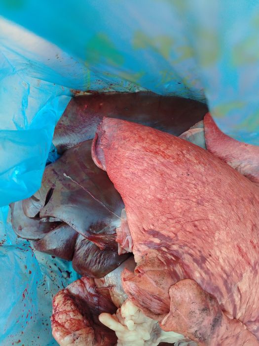 Печень сердце сбой говядина