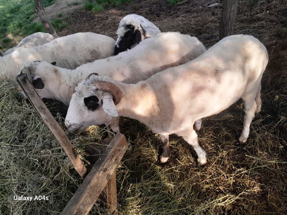 Vând oi ,cinci oi un berbec și două miele