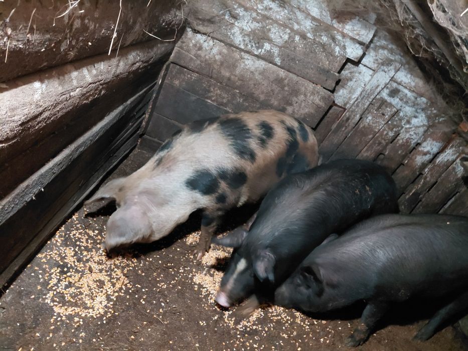 Угоени Прасета на сметка