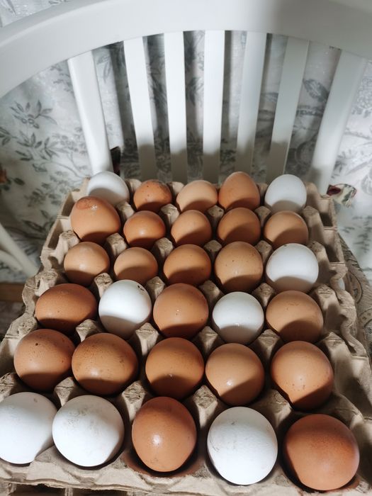 Продам домашние яица