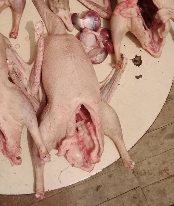 Қаз (гуси) сатылады.