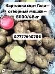 Картофель отборный