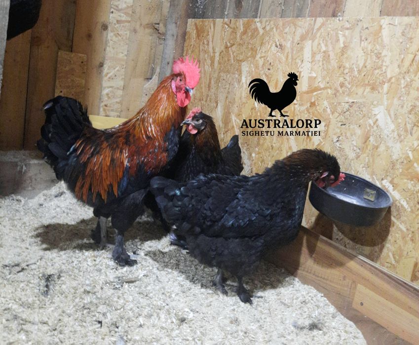 Ouă pt incubat Marans Negru Arămiu