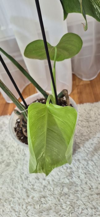 Monstera albomarginata/plante apartament/philodendron