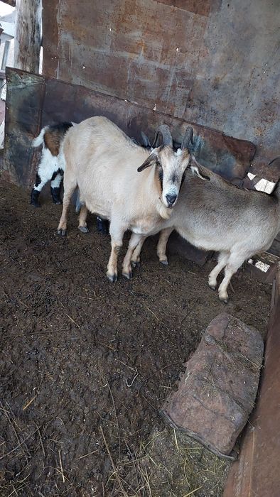 Продам котную козу