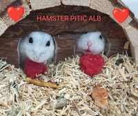 Hamster pitic alb