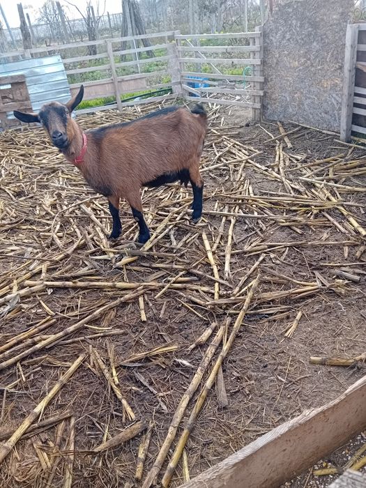 Trei capre Alpine franceze