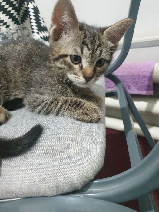 Mushuk 2 oylik yahshi insonlaga beriladi