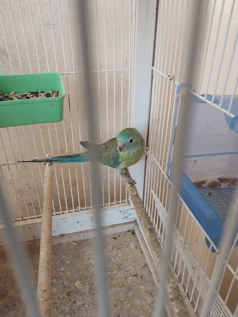 Pefchi papugay sotiladi 200.000