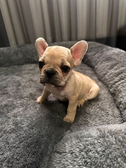 Pui bulldog francez