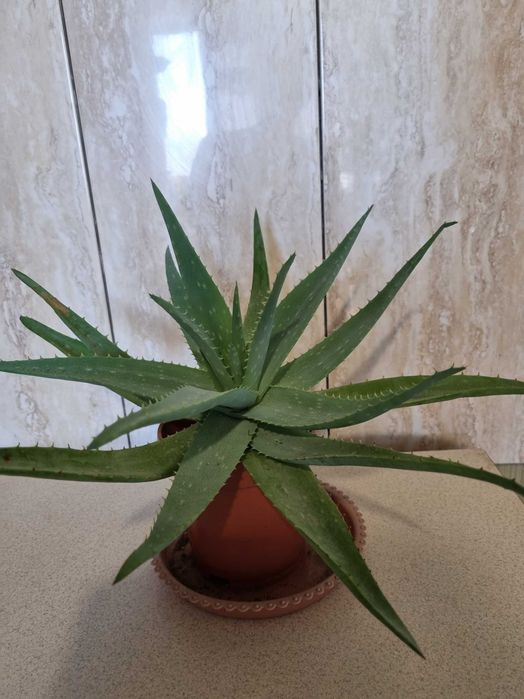 продаю комнатное растение Алое