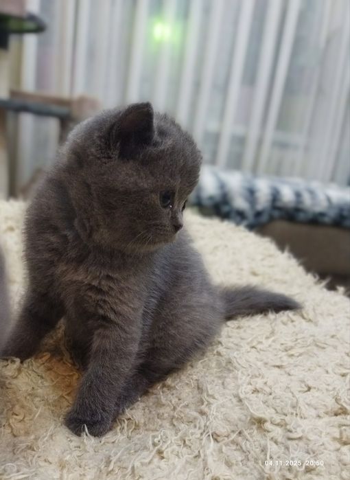 Продаются шотландские котята!