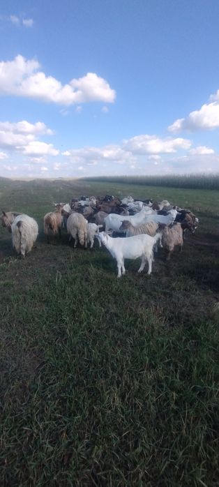 Caută alt domiciliu