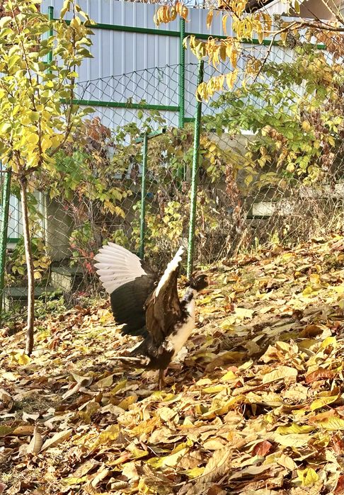 Vand rate mute (lesesti)