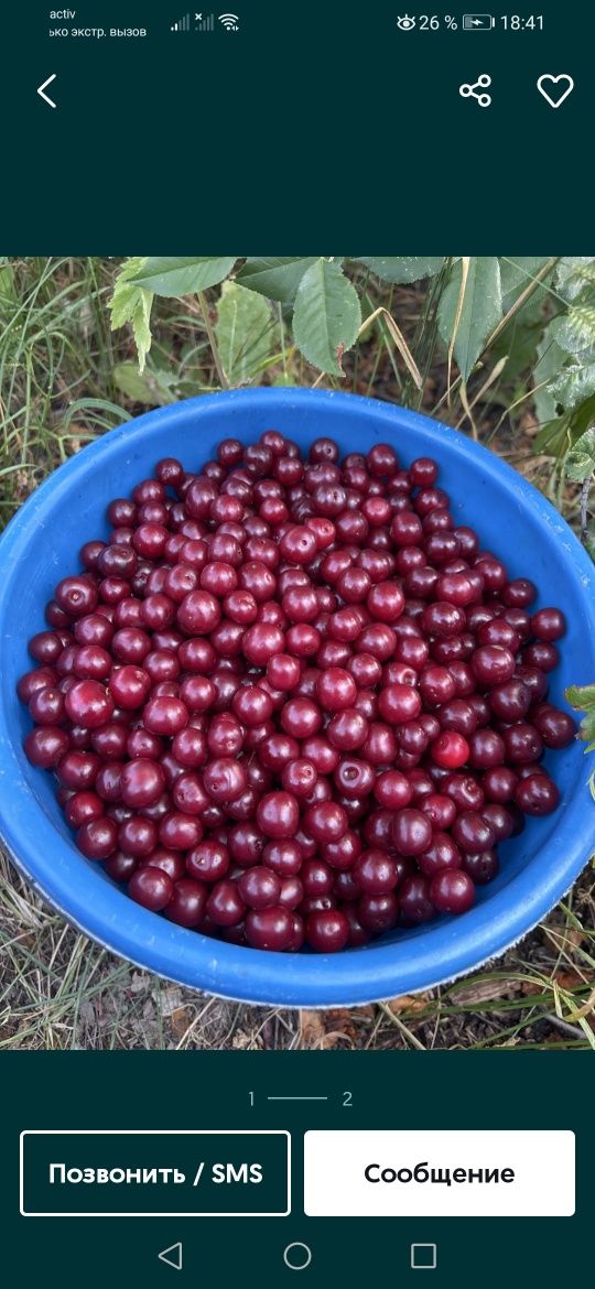 Продам  спелую  вишню