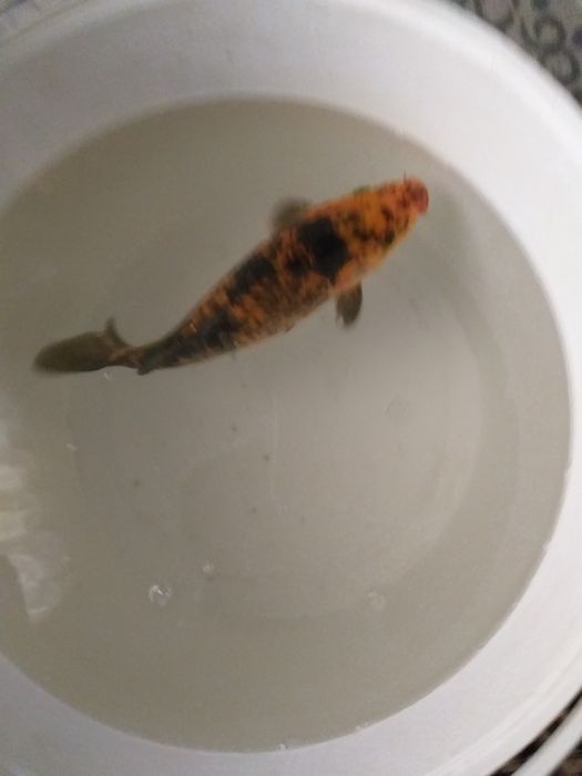 Koya baliq katta tillarang qora