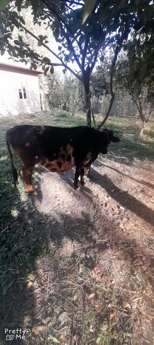 Bugoz sigir 4 bolasi qornidagi 7 oylik