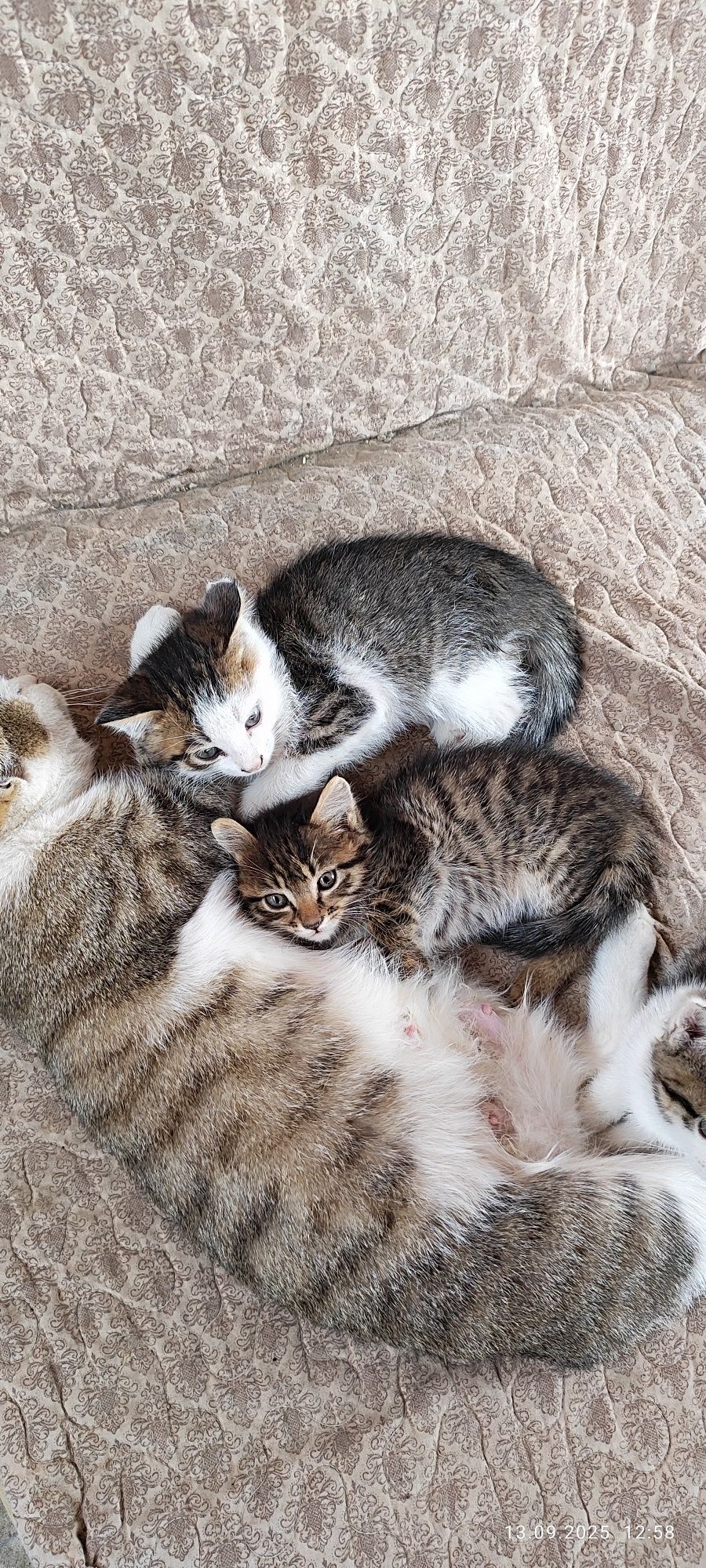 Бесплатно котята в добрые руки