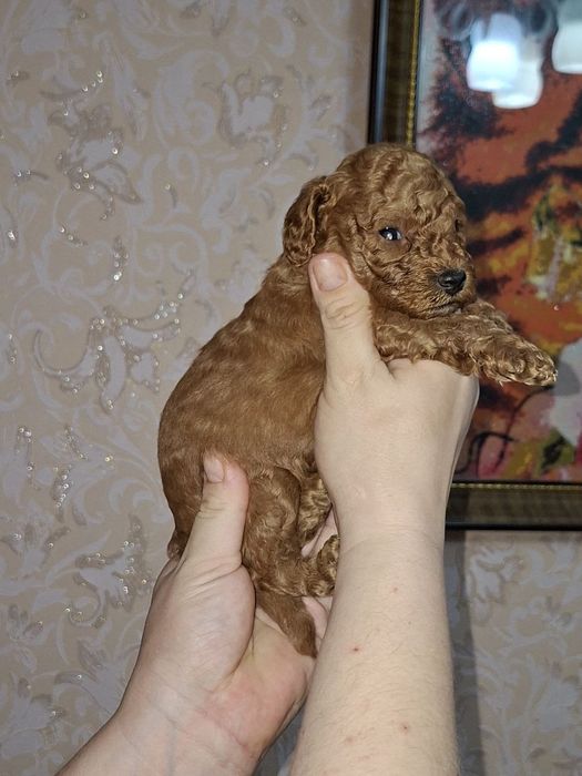 Карликовый пудель