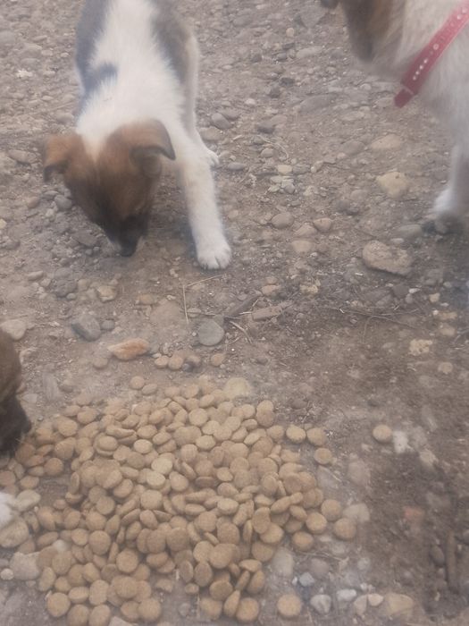 Dau  căței spre adopție căței de rasă ciobănească