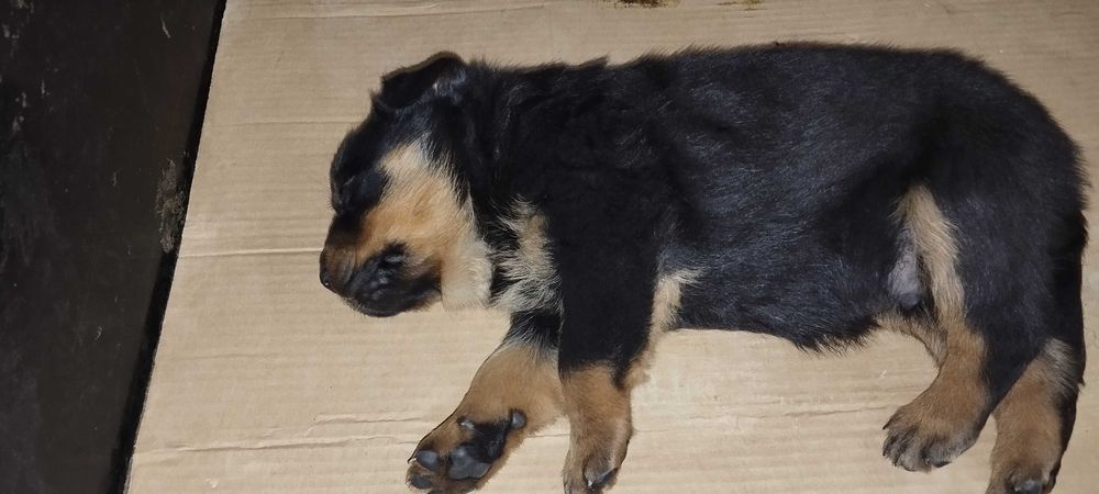 Ротвайлер женско кученце