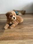 Maltipoo miniature