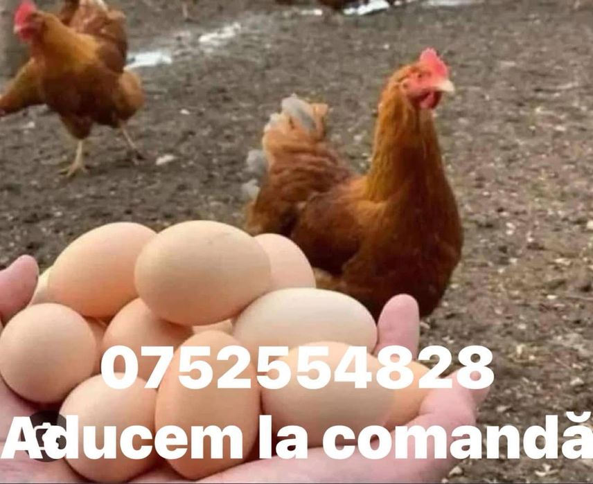 Vând găini roșii outoare !!!