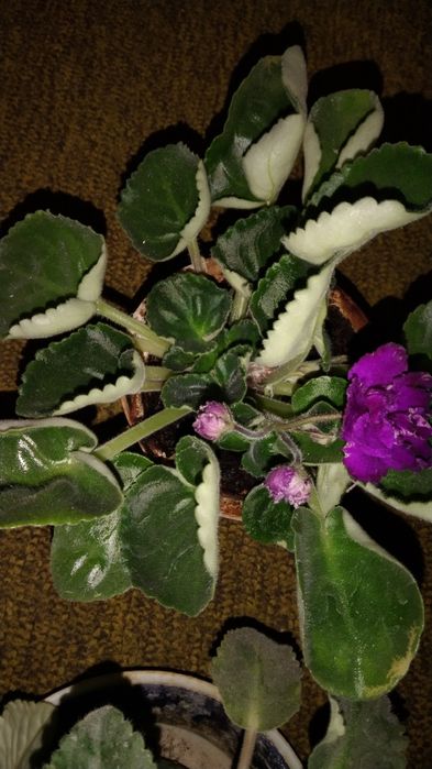 Фиалки цветущие 4 цвета.