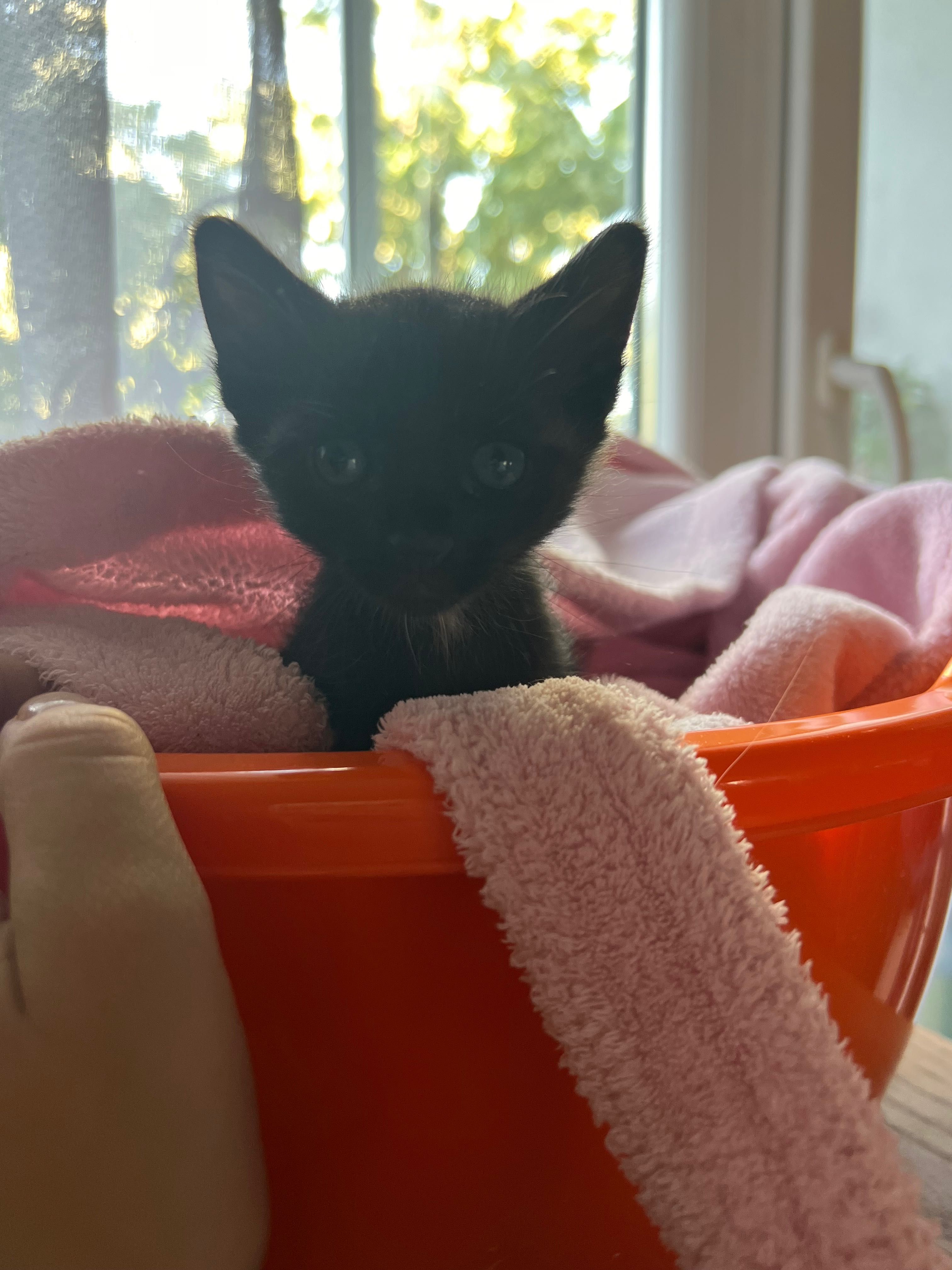 Подарявам котенце