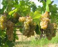 Struguri de vin recolta 2025