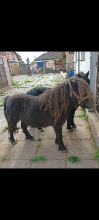 Vand  poneite gestante