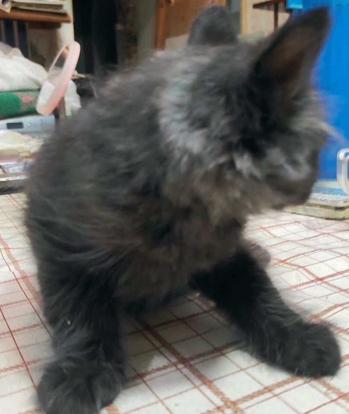 Отдам котомальчика в добрые руки
