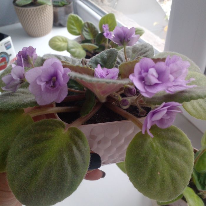 Продам фиалки цена за все