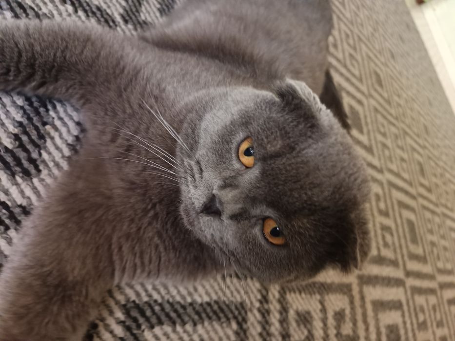 Вязка платная кошек
