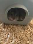 Dau hamsteri cu tot cu cusca!