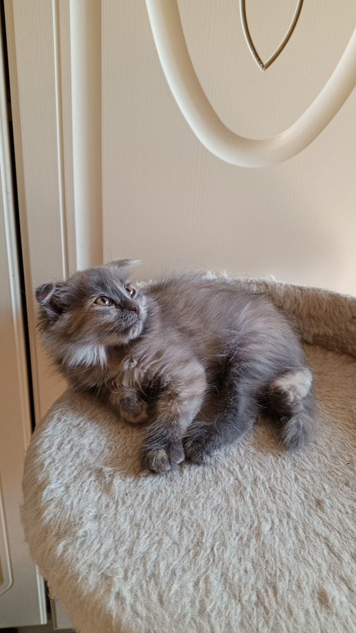 Продаётся Котёнок Вислоушка Девочка!