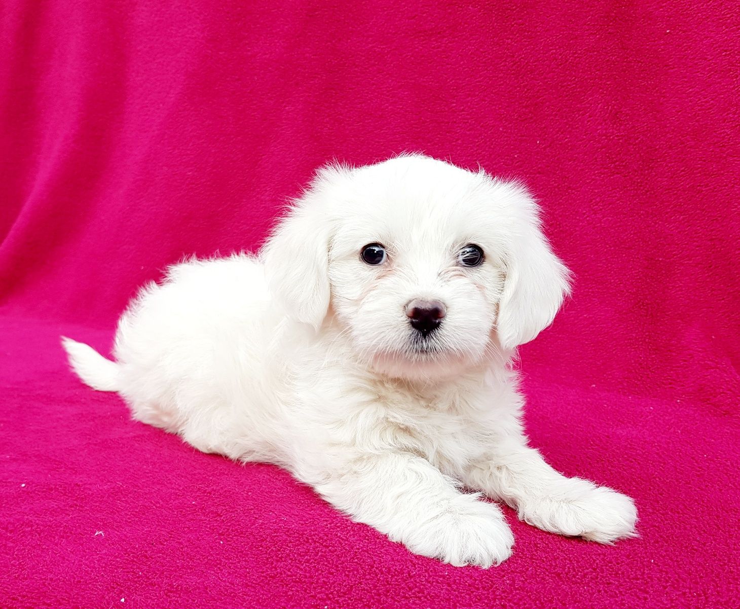 Catel Bichon Maltez