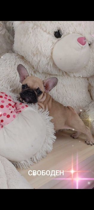 Милый французик..