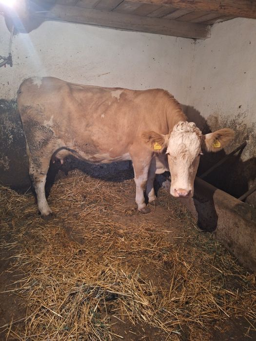 Vând vaci cu lapte si juninci