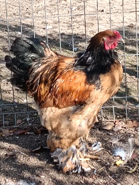 Cocoș, brahma,playmout rock barat